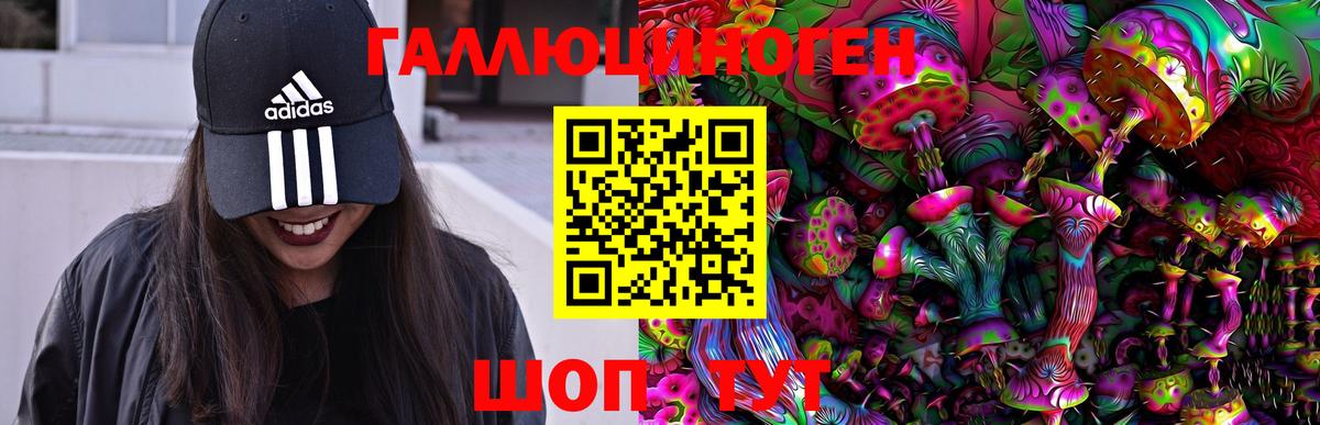 Псилоцибиновые грибы Psilocybe Майский